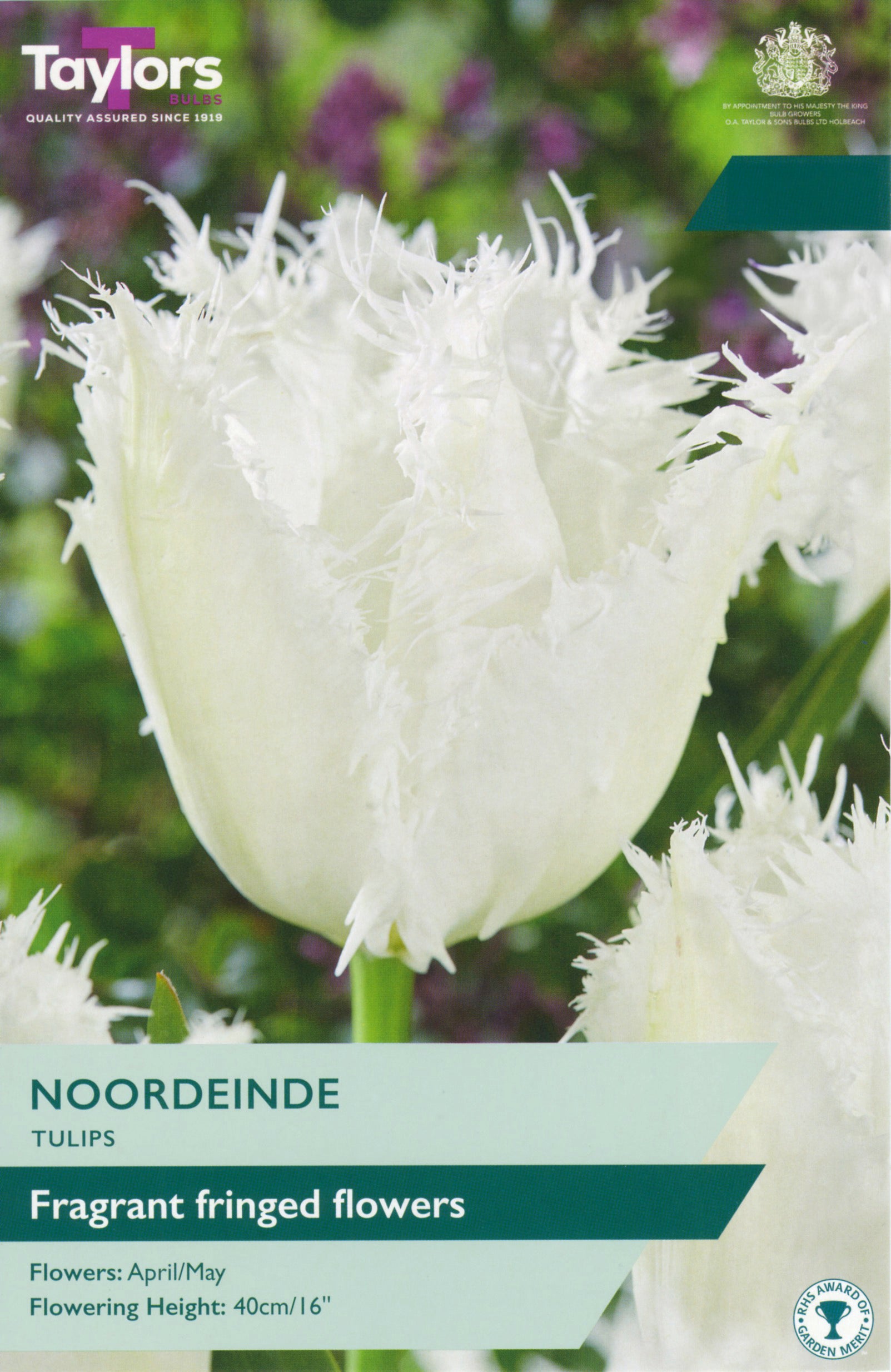 Tulip ‘Noordeinde’