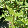 Olearia macrodonta