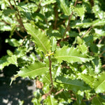 Olearia macrodonta