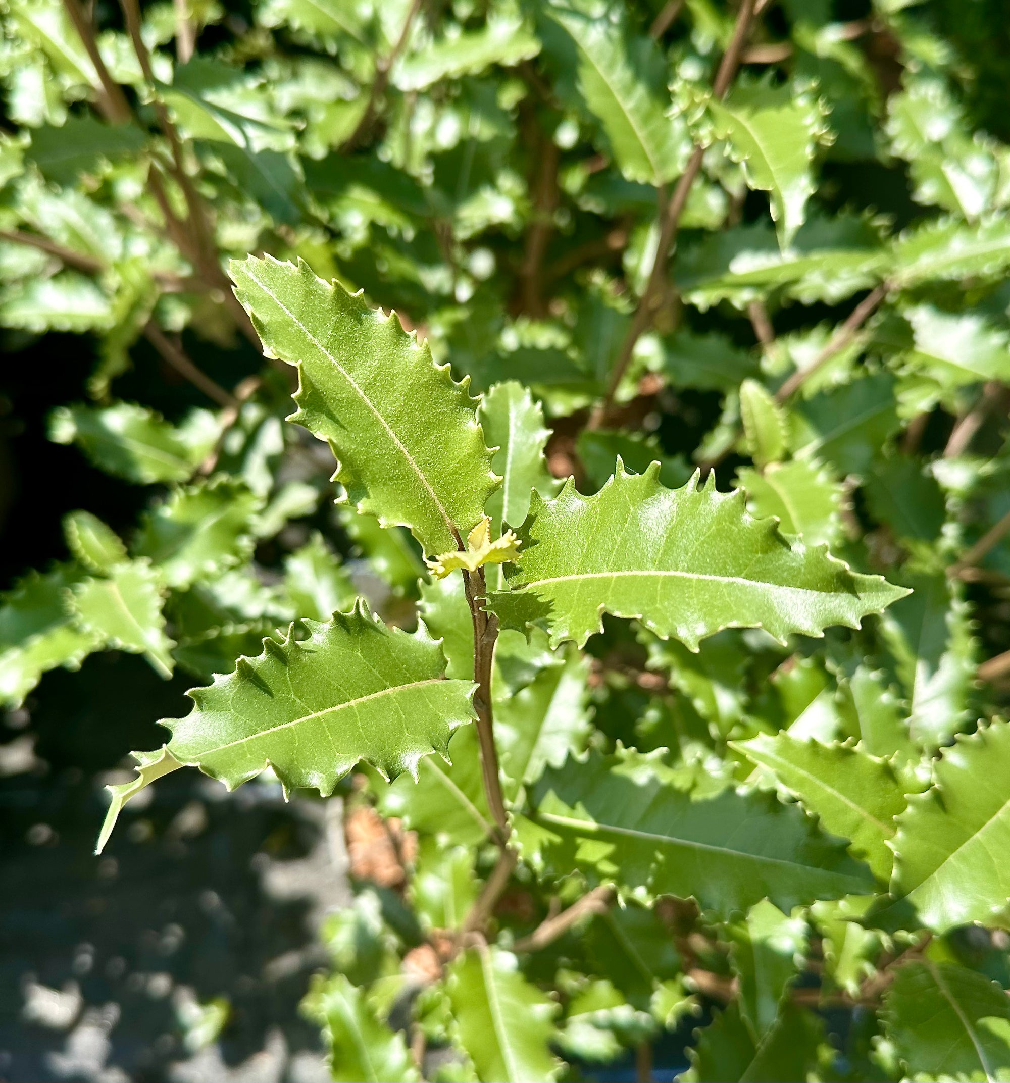 Olearia macrodonta