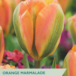 Tulip ‘Orange Marmalade’