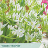 Taylors Bulbs White Trophy Ornithogalum packaging with white flowers and green text.