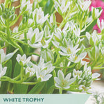 Taylors Bulbs White Trophy Ornithogalum packaging with white flowers and green text.