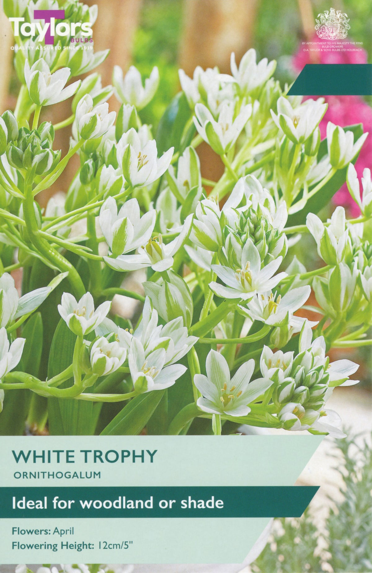 Taylors Bulbs White Trophy Ornithogalum packaging with white flowers and green text.