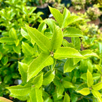 Osmanthus aquifolium