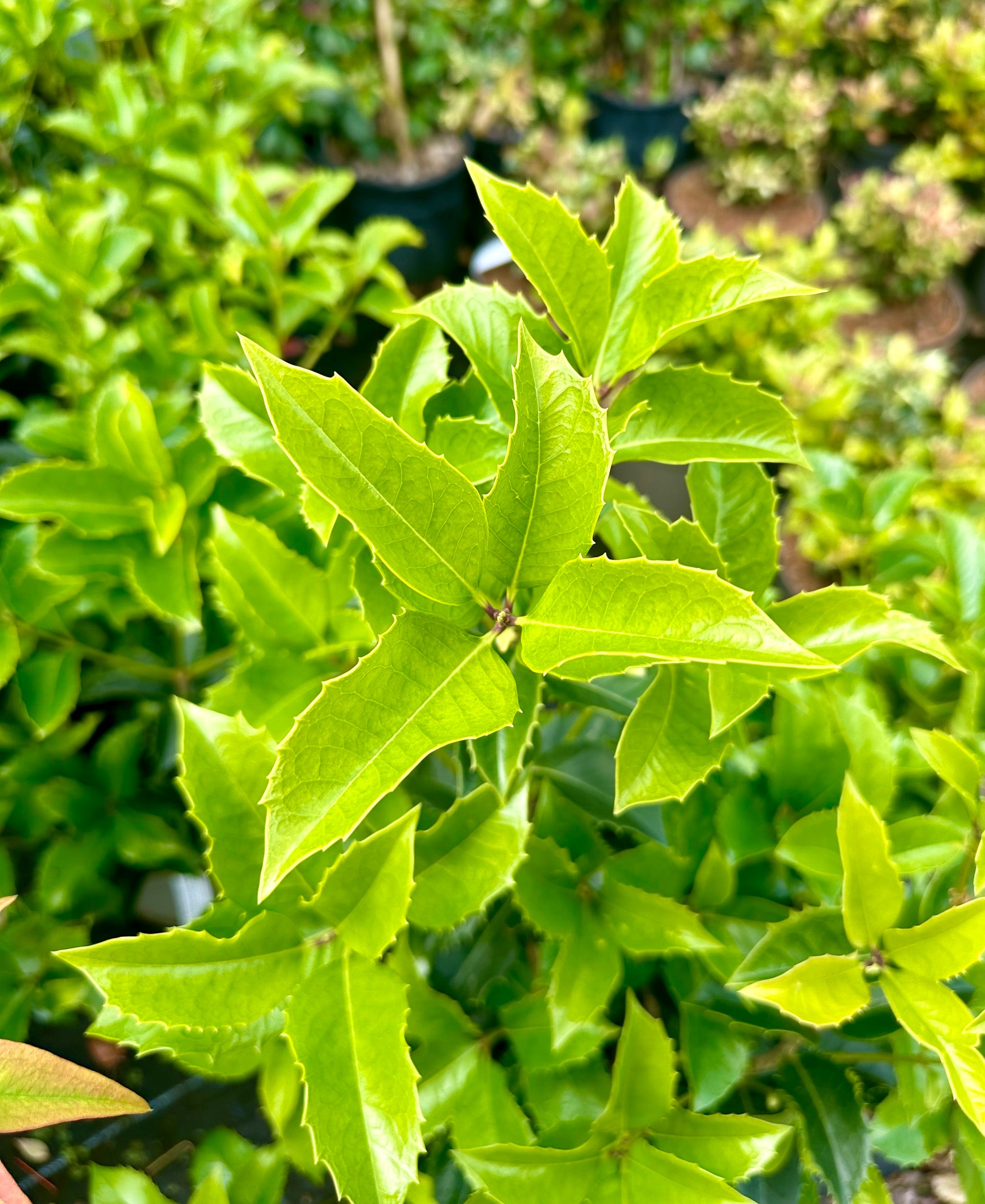 Osmanthus aquifolium