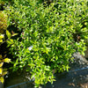 Osmanthus × burkwoodii