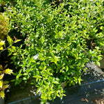 Osmanthus × burkwoodii