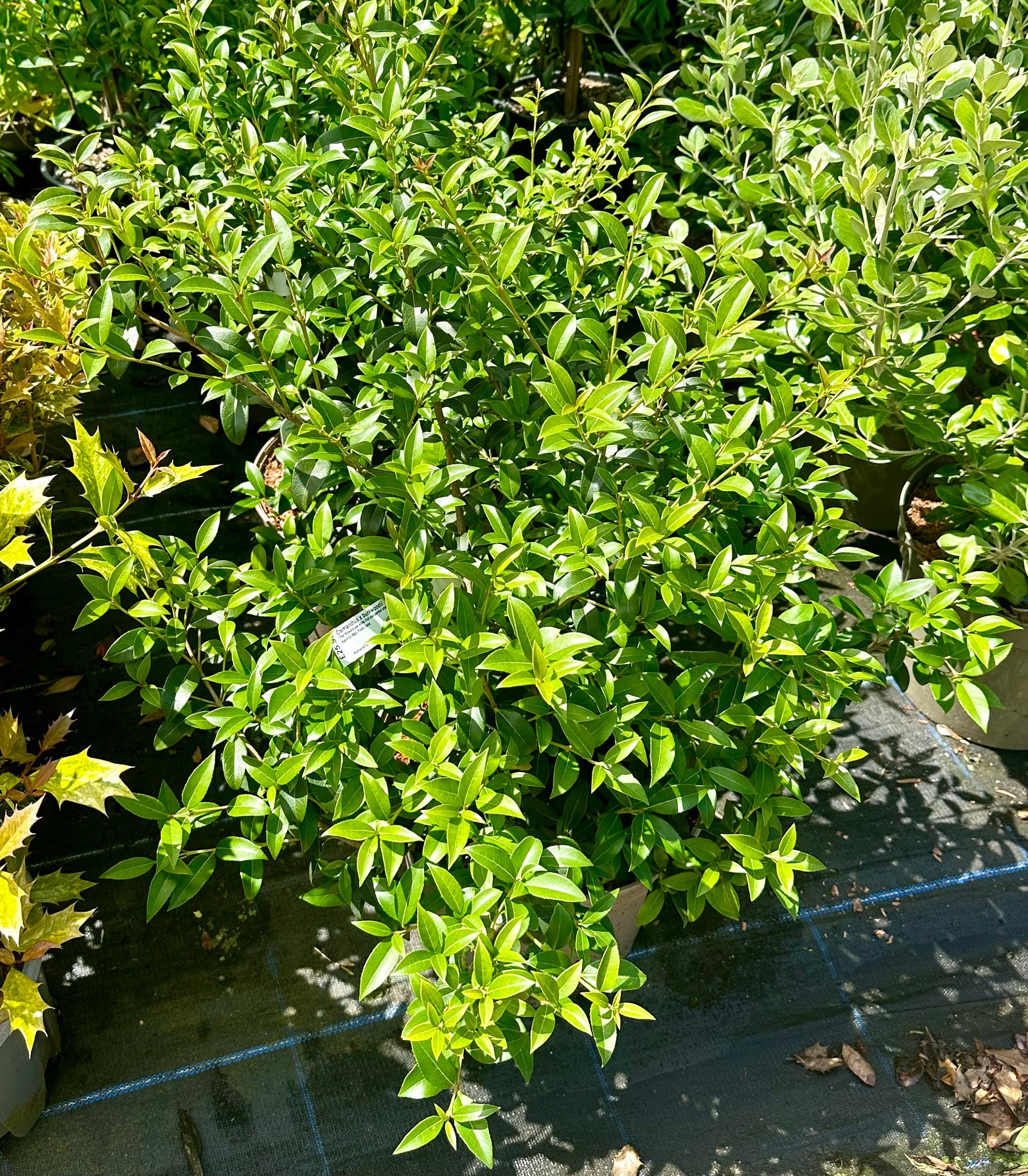 Osmanthus × burkwoodii