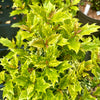 Osmanthus heterophyllus 'Goshiki' 