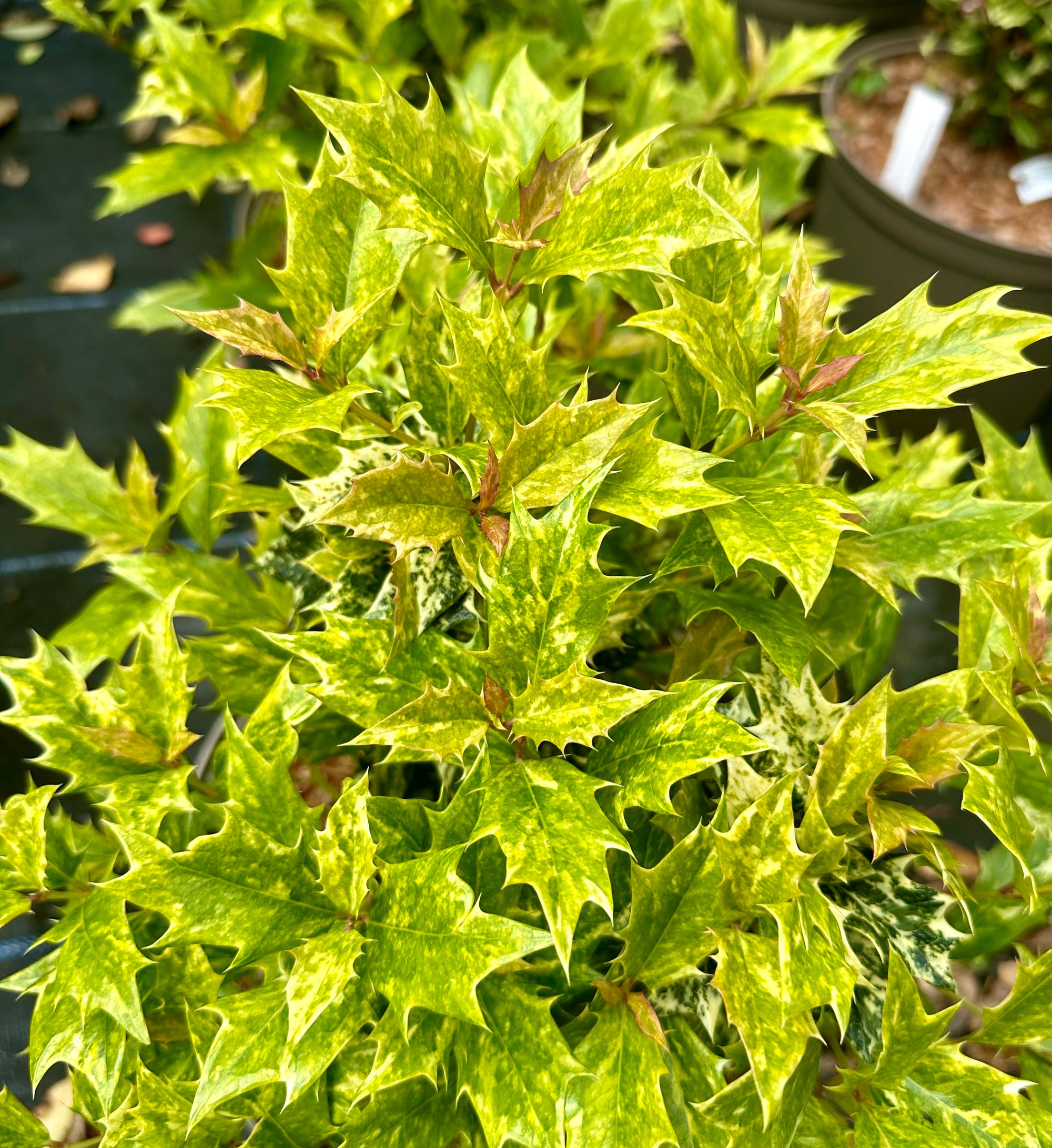 Osmanthus heterophyllus 'Goshiki' 