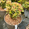 Osmanthus heterophyllus 'Party Lights' 