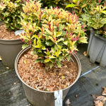 Osmanthus heterophyllus 'Party Lights' 