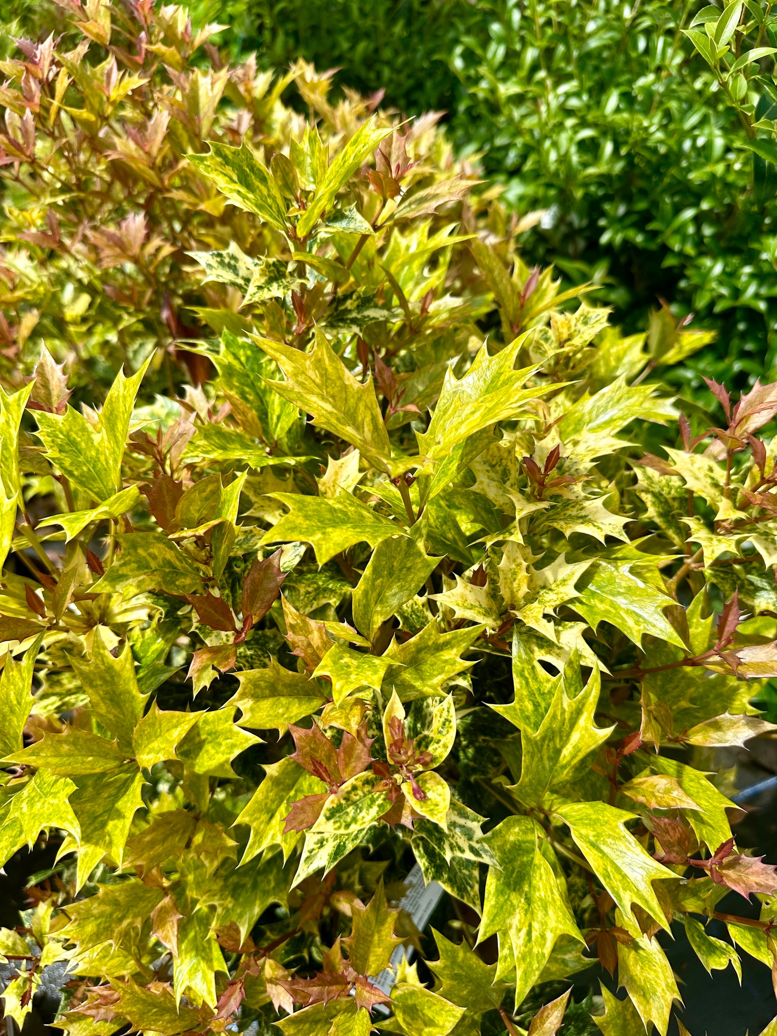 Osmanthus heterophyllus 'Tricolour'