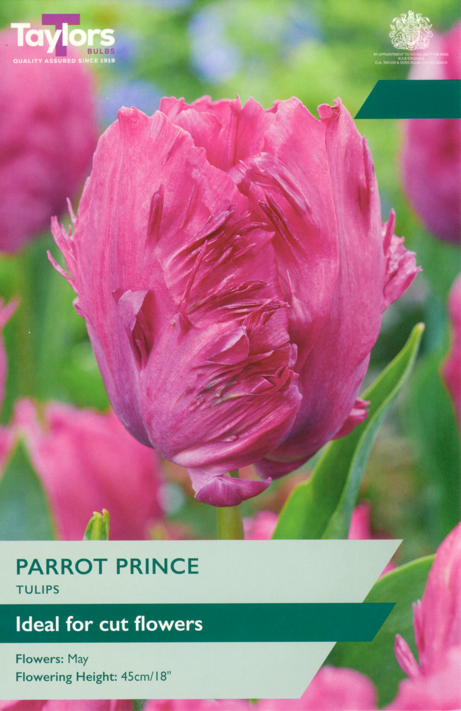 Tulip ‘Parrot Prince’