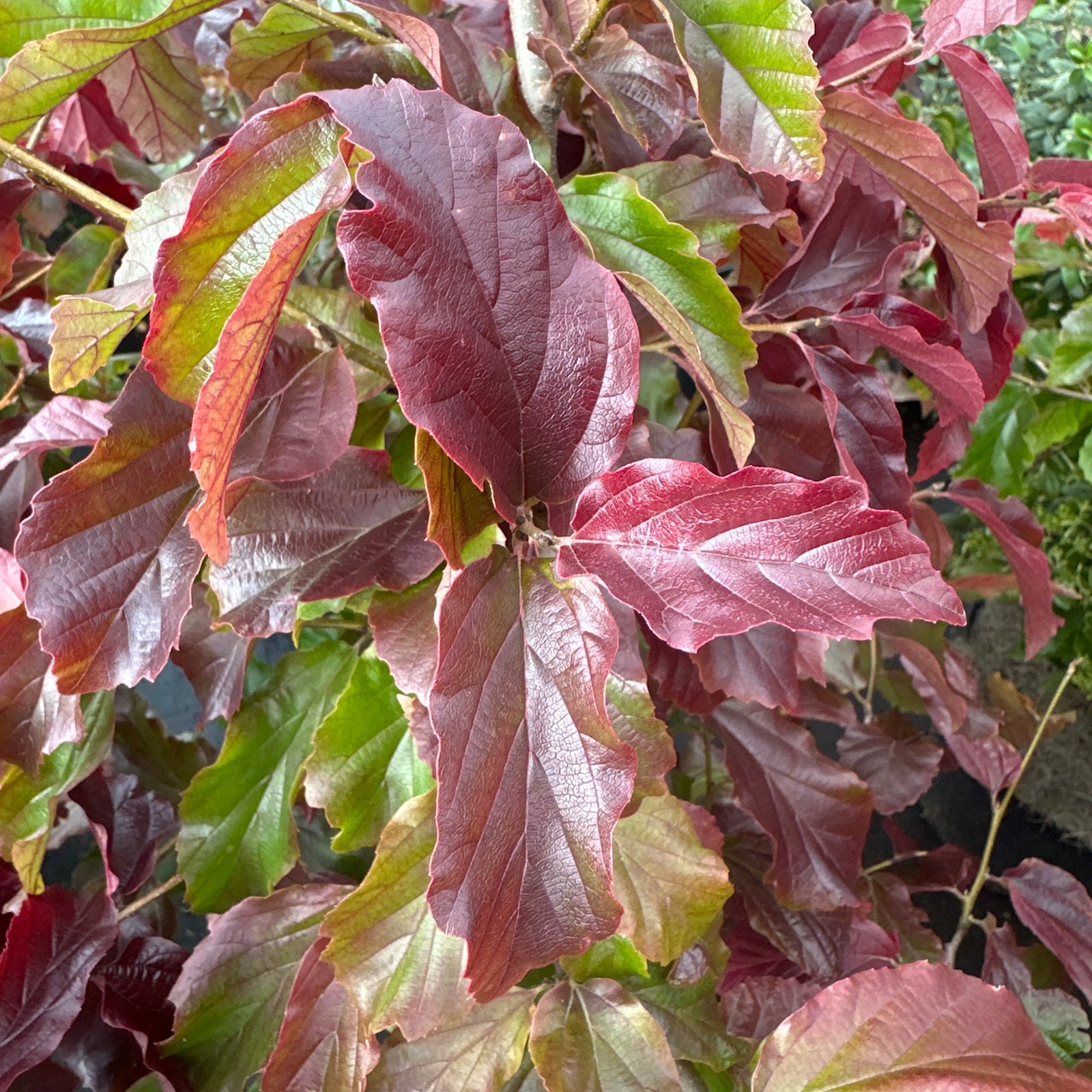 attractive leaves coloured red green and pink