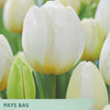Tulip ‘Pays Bas’