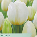 Tulip ‘Pays Bas’