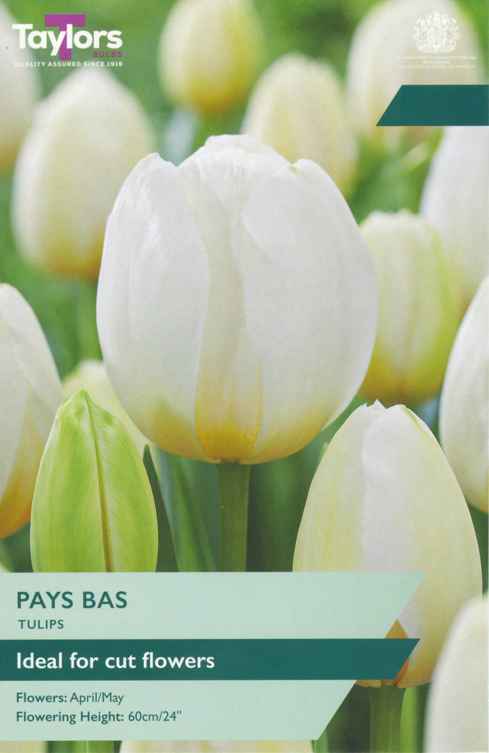 Tulip ‘Pays Bas’