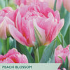 Tulip ‘Peach Blossom’
