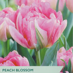 Tulip ‘Peach Blossom’