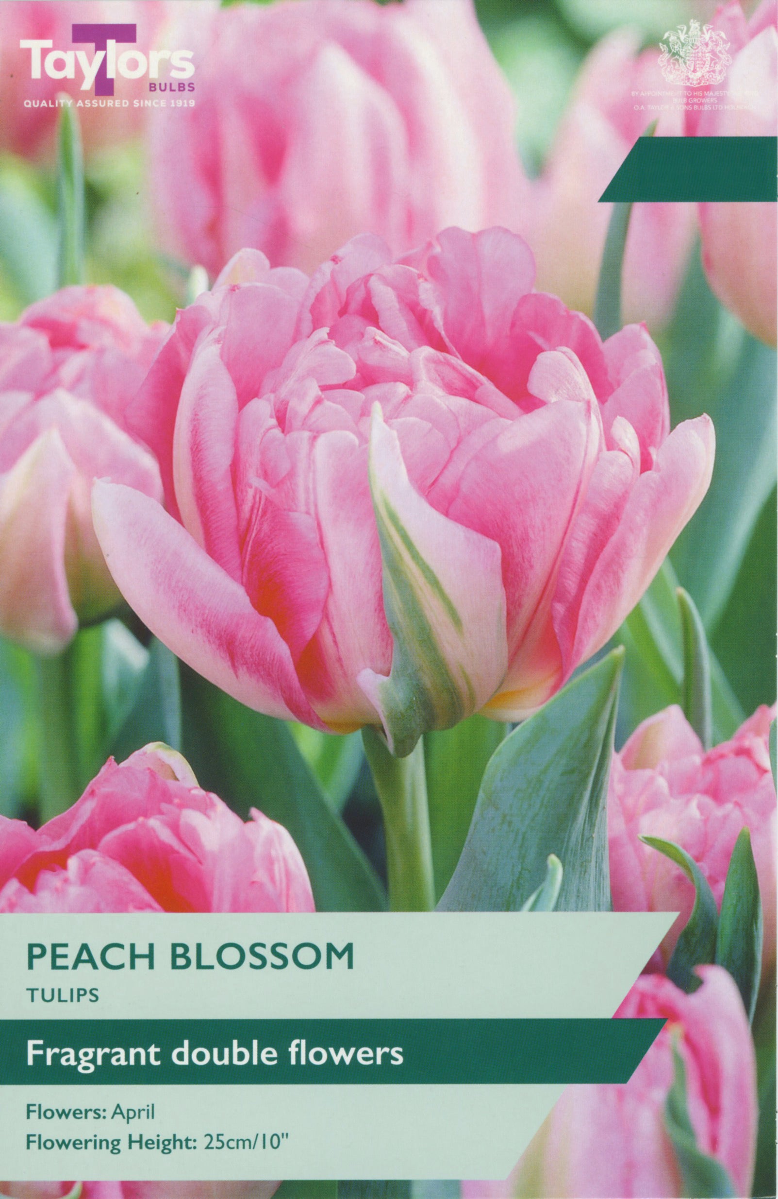 Tulip ‘Peach Blossom’