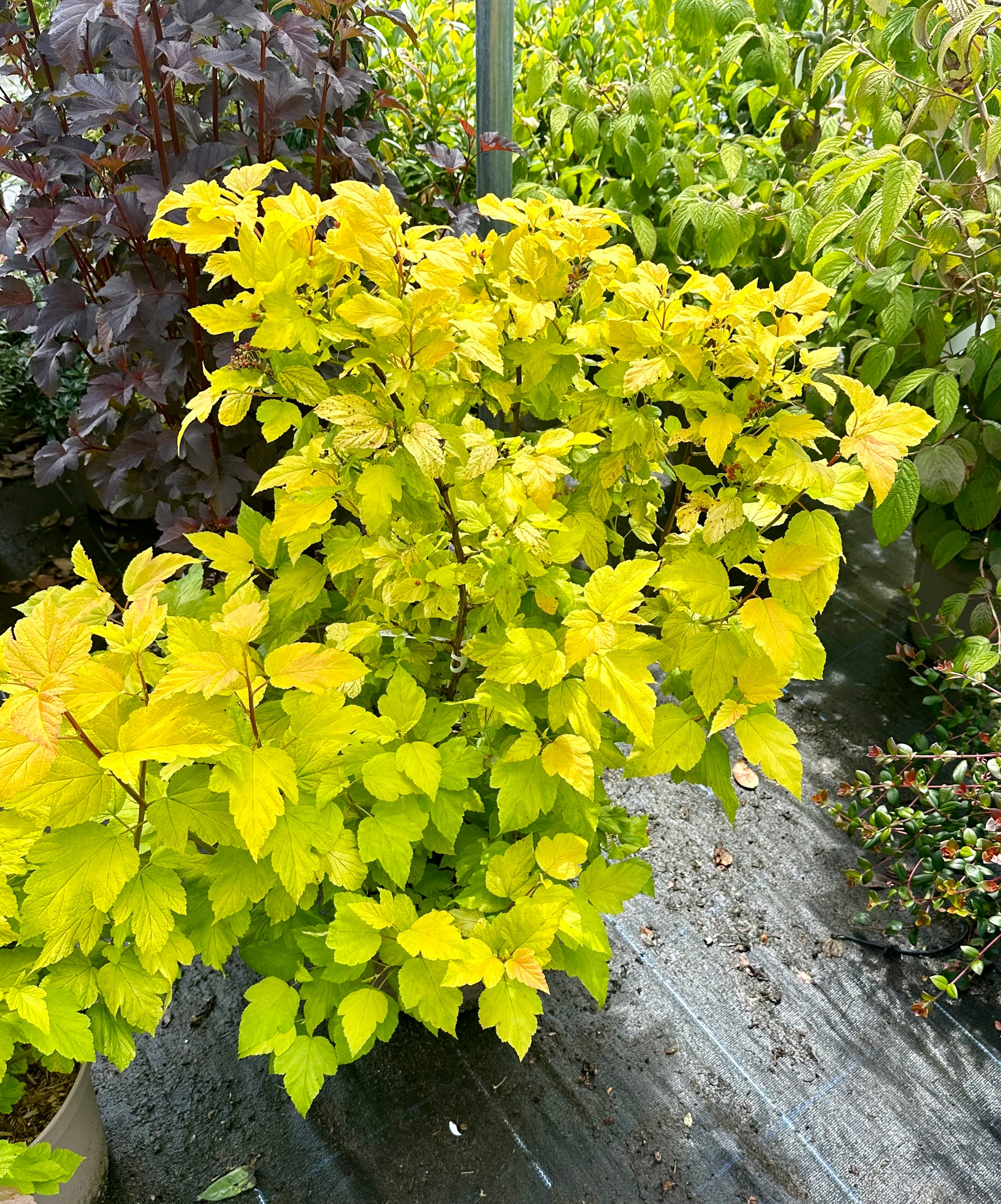 Physocarpus opulifolius 'Darts Gold' - 10Litre