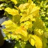 Physocarpus opulifolius 'Darts Gold' - 10Litre