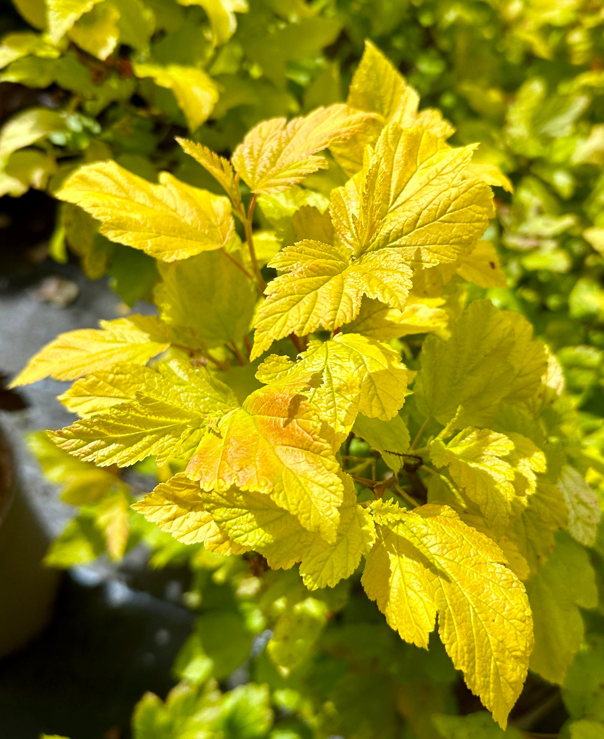 Physocarpus opulifolius 'Darts Gold' - 10Litre