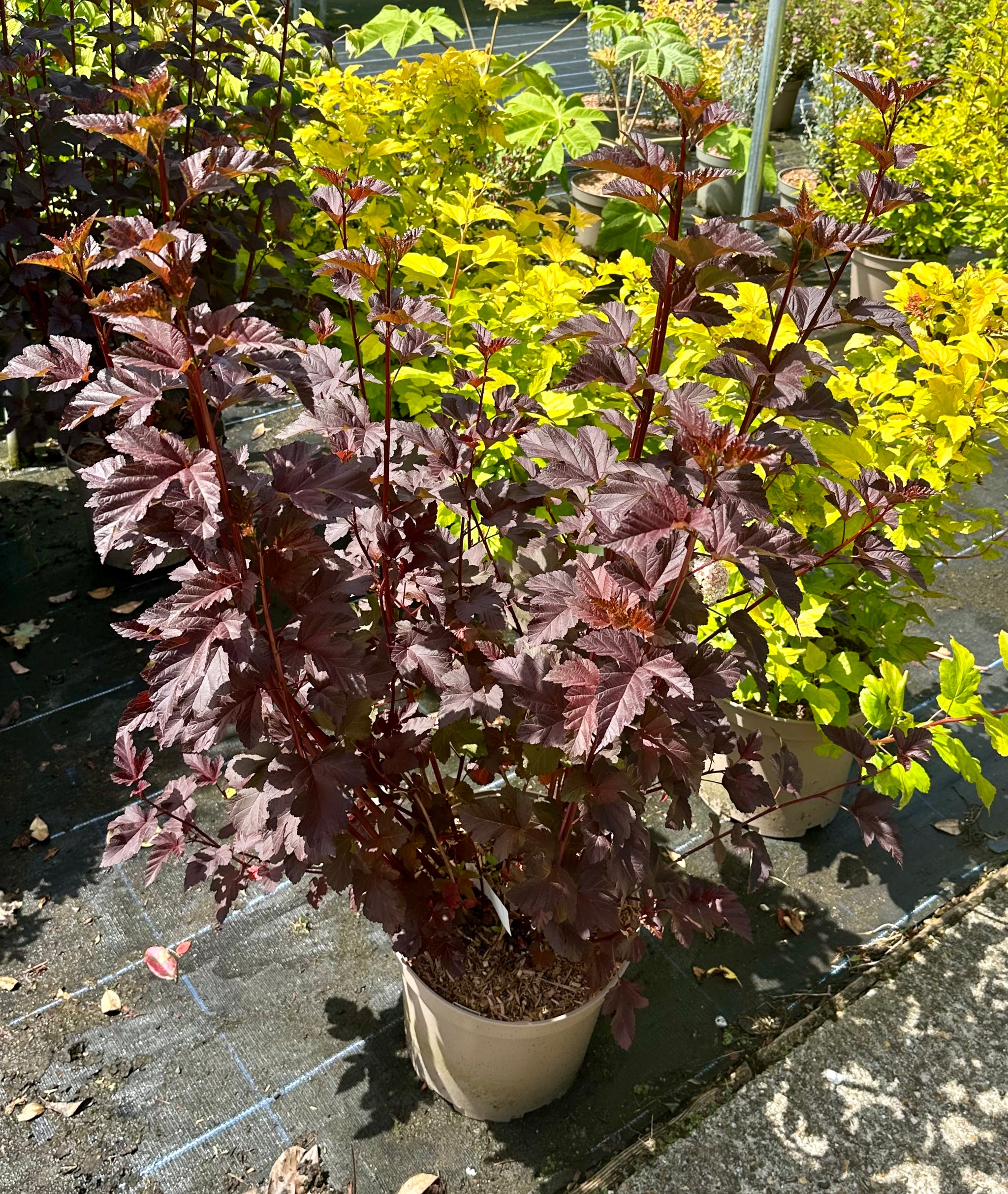 Physocarpus opulifolius 'Diabolo' - 10Litre