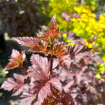 Physocarpus opulifolius 'Diabolo' - 10Litre