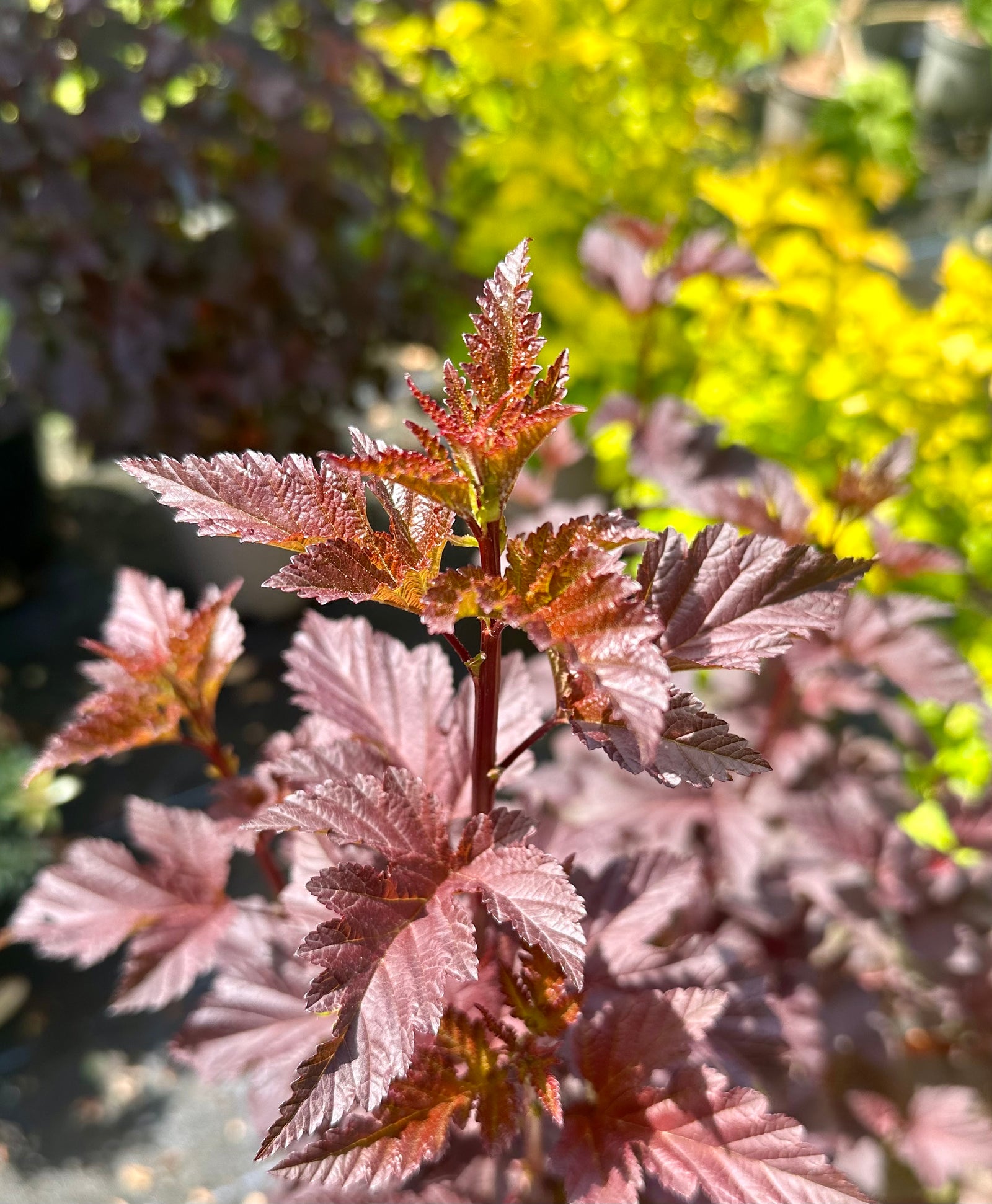 Physocarpus opulifolius 'Diabolo' - 10Litre