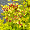 Physocarpus opulifolius 'Raspberry Lemonade' - 10Litre