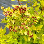 Physocarpus opulifolius 'Raspberry Lemonade' - 10Litre