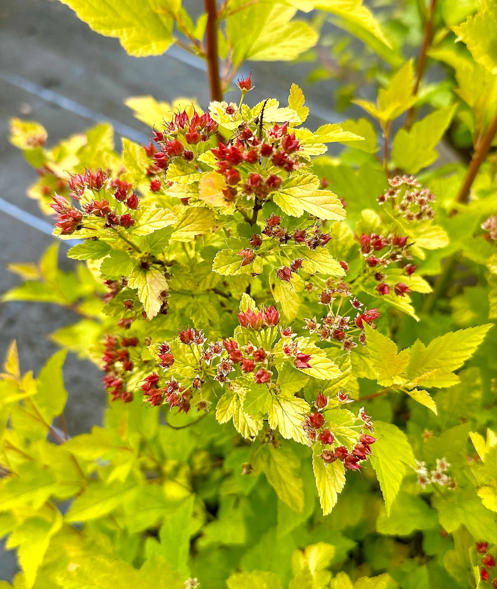 Physocarpus opulifolius 'Raspberry Lemonade' - 10Litre