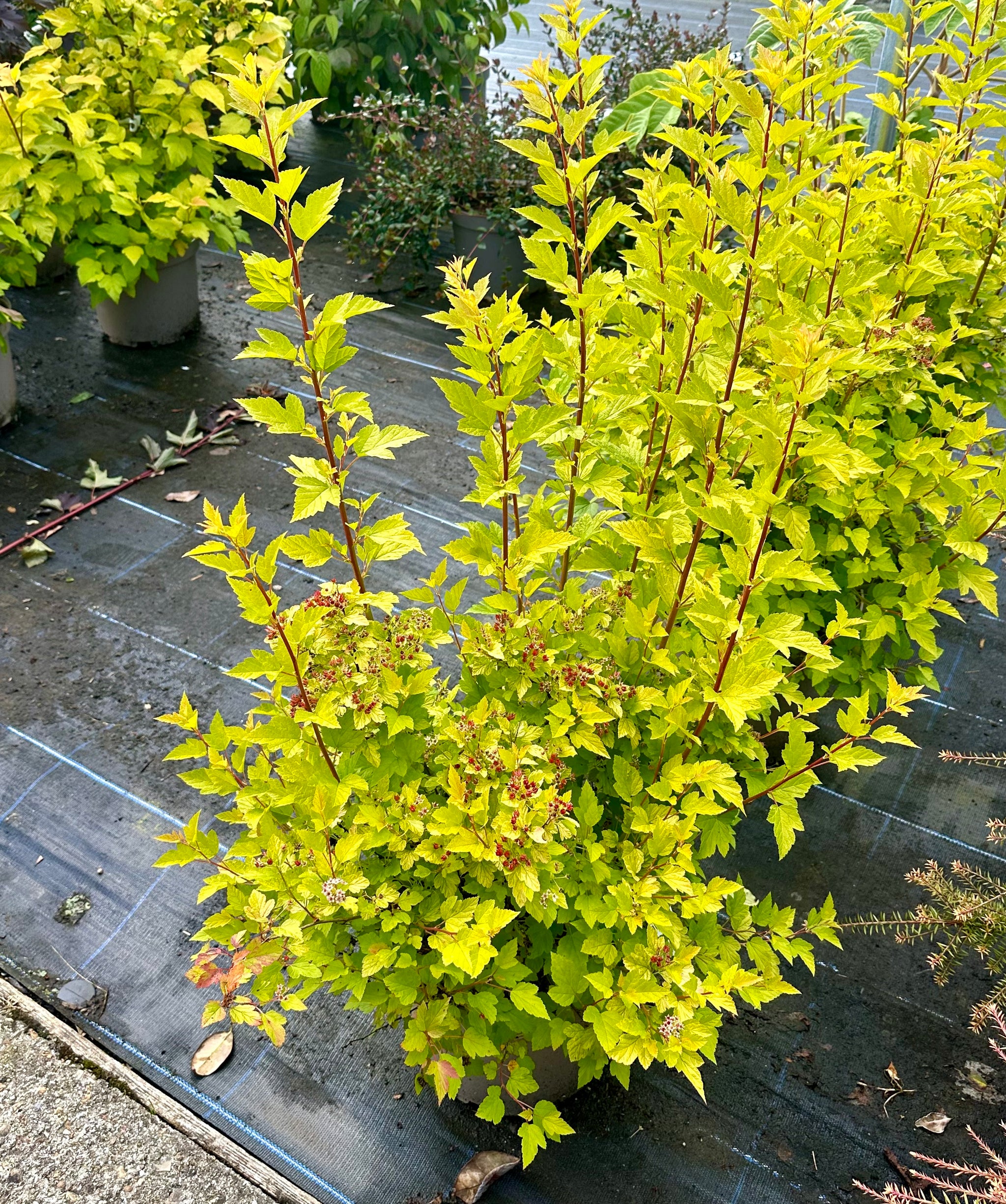 Physocarpus opulifolius 'Raspberry Lemonade' - 10Litre