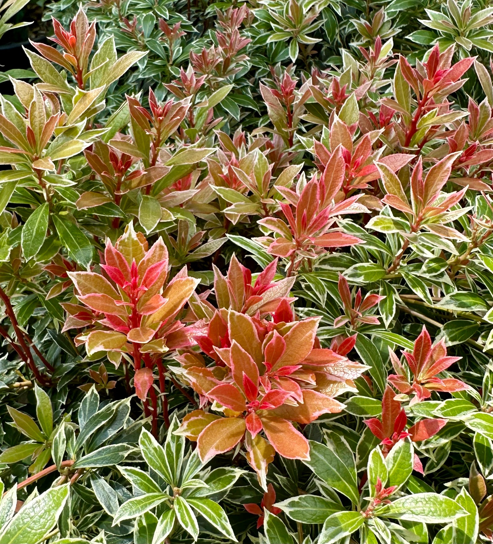 Pieris japonica 'Little Heath' - 10Litre