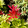 Pieris japonica 'Mountain Fire' - 10Litre