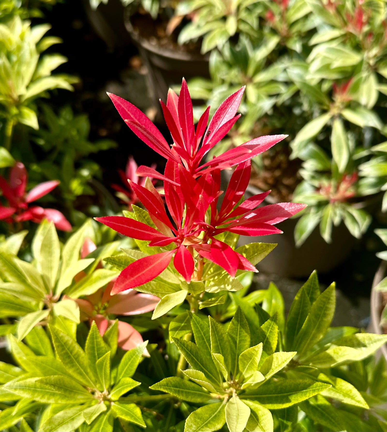 Pieris japonica 'Mountain Fire' - 10Litre