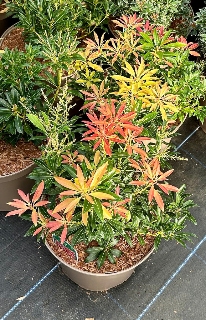 Pieris japonica 'Mountain Fire' - 10Litre