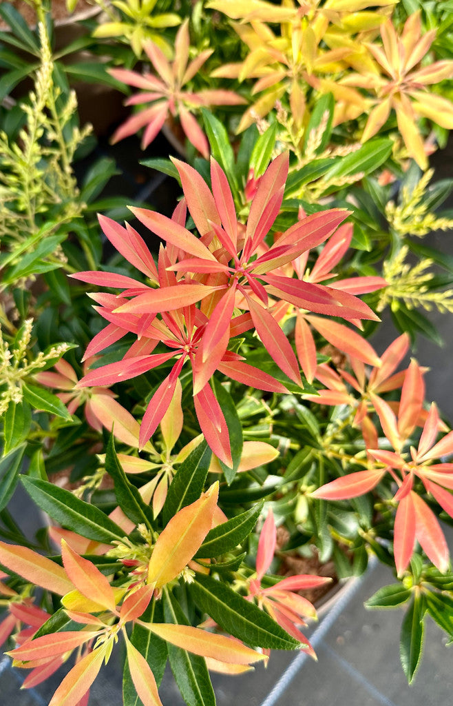 Pieris japonica 'Mountain Fire' - 10Litre