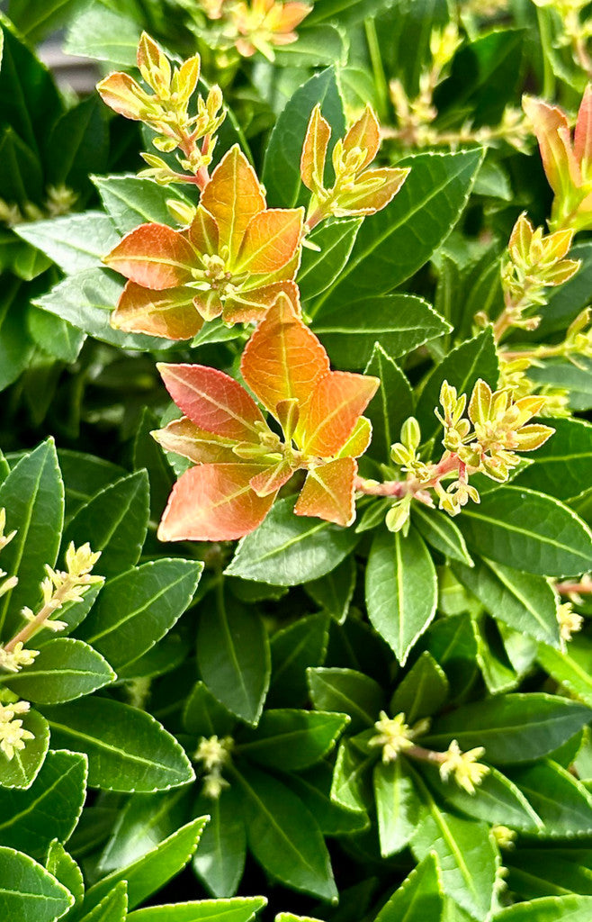 Pieris japonica 'Prelude' - 10Litre