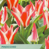 Tulip ‘Pinocchio’