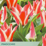 Tulip ‘Pinocchio’