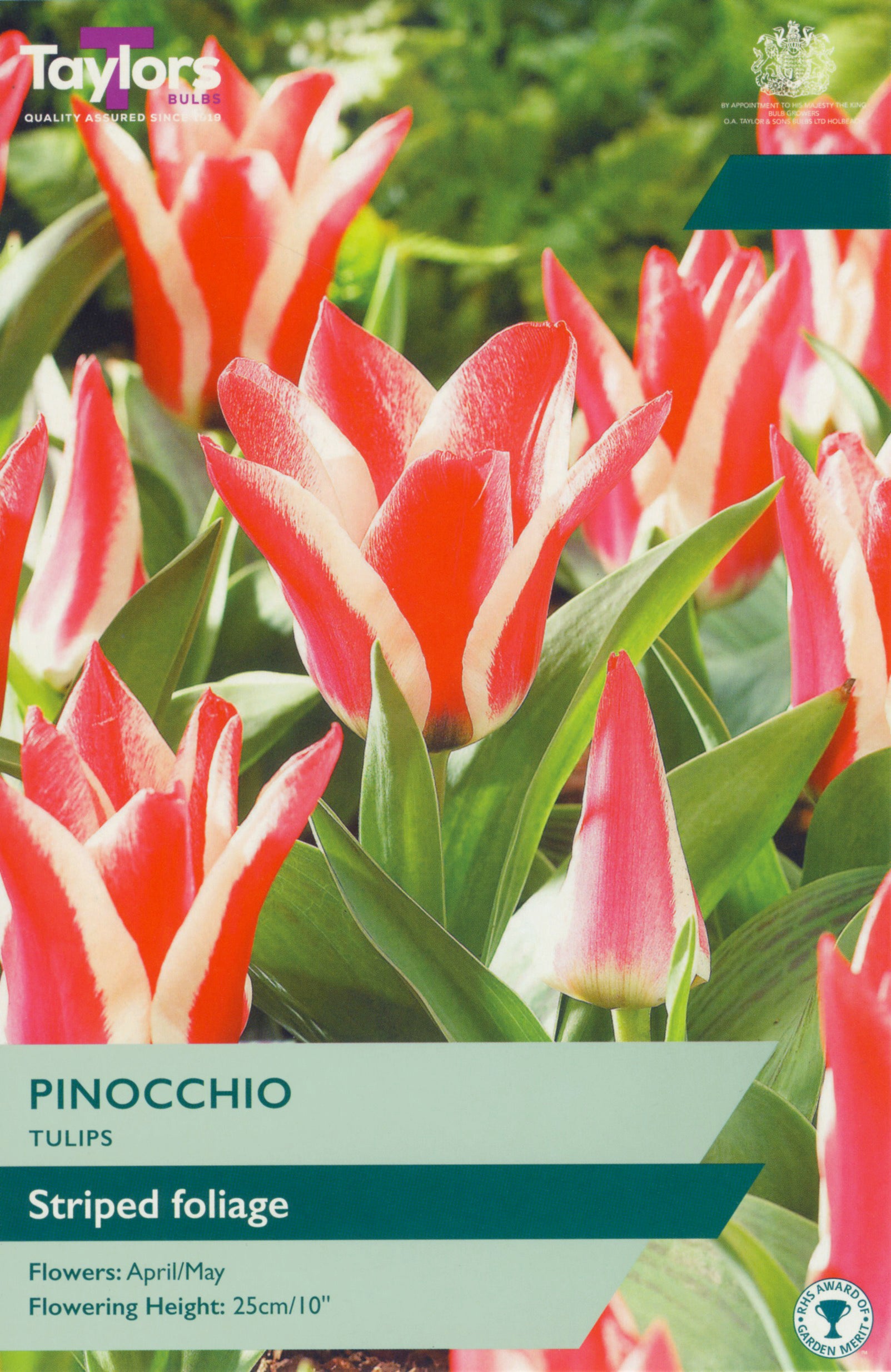 Tulip ‘Pinocchio’