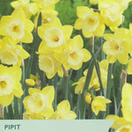 Narcissus ‘Pipit’
