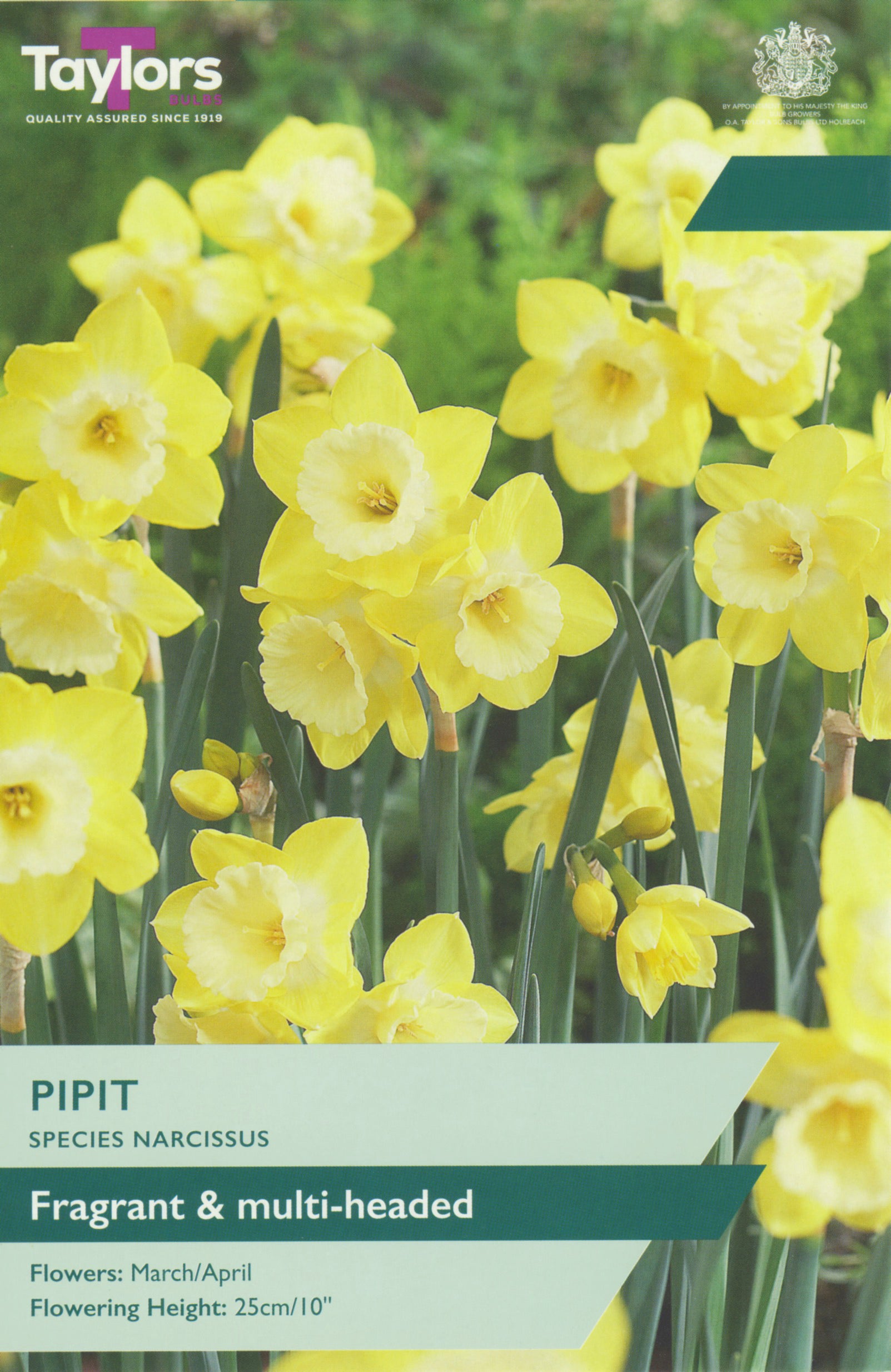 Narcissus ‘Pipit’