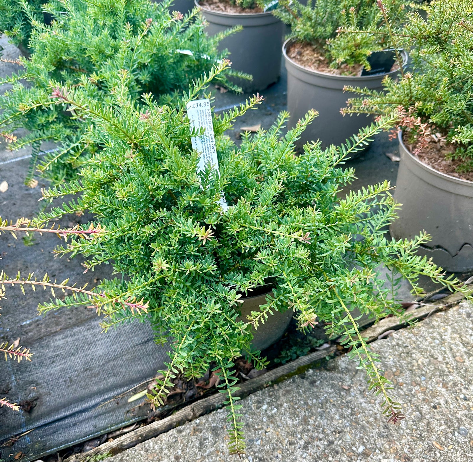 Podocarpus 'Blue Gem' - 7.5Litre