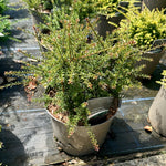 Podocarpus 'Chocolate Box' - 7.5Litre