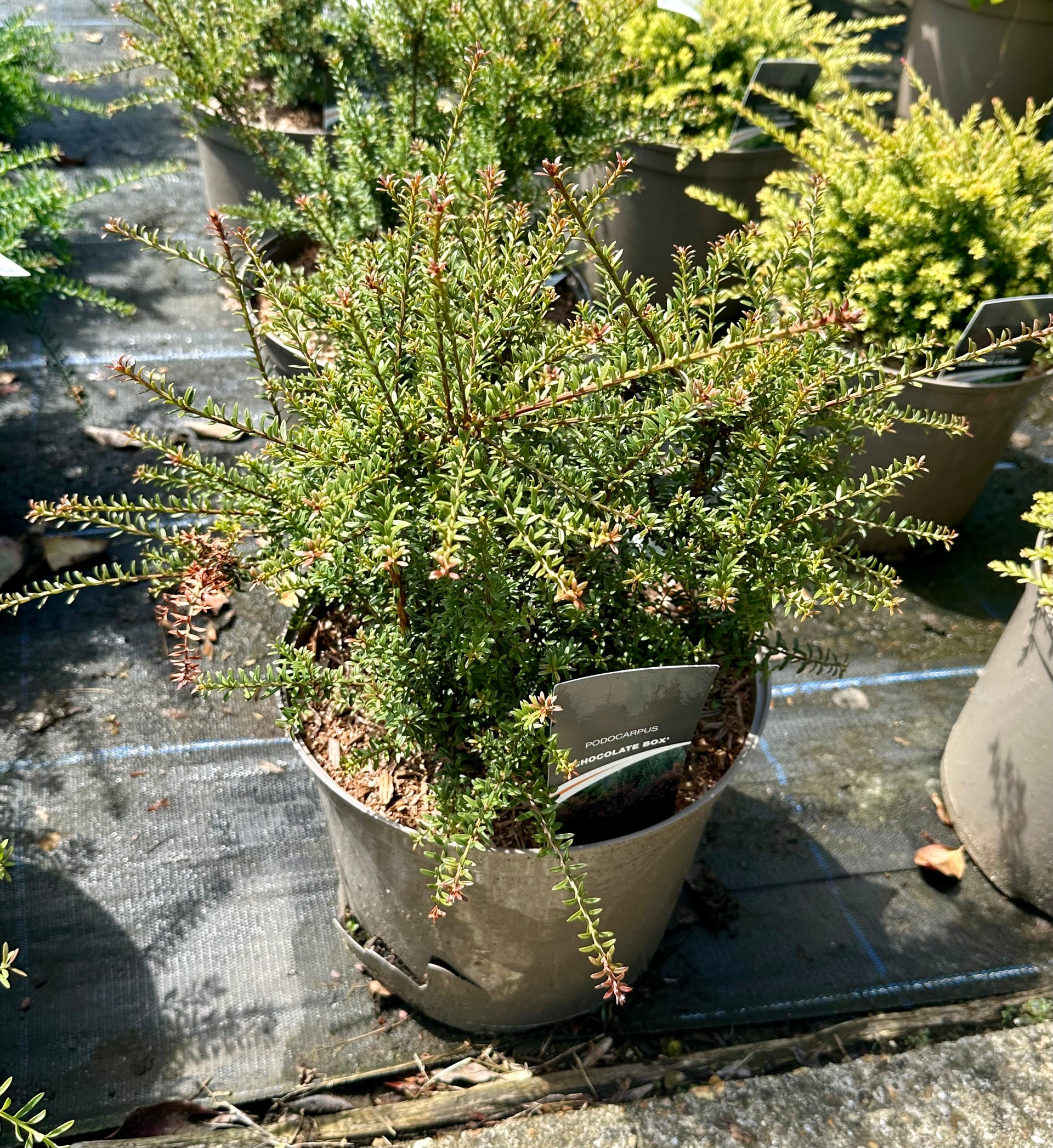 podocarpus alpinus chocolate box Podocarpus 'Chocolate Box'